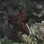 land for sale peyia paphos 1882863 thumbnail 15177665