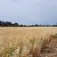 land for sale geroskipou paphos 8395963 thumbnail 14822599