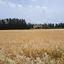 land for sale geroskipou paphos 8395963 thumbnail 14822600