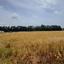 land for sale geroskipou paphos 8395963 thumbnail 14822605