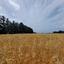 land for sale geroskipou paphos 8395963 thumbnail 14822606