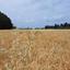 land for sale geroskipou paphos 8395963 thumbnail 14822608