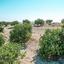 land for sale oroklini larnaca 958073 thumbnail 5604750