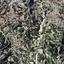 land for sale tsada paphos 7953273 thumbnail 15596608
