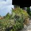 3 bedroom bungalow for sale kamares tala paphos 7514473 thumbnail 13854096