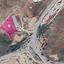 7944 SQM Land for sale in Marathounta, Paphos thumbnail 14230885