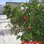 4 bedroom detached house sold kato deftera nicosia 8741773 thumbnail 16396768