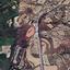 land for sale theletra paphos 8286773 thumbnail 14026601