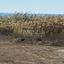 plot for sale pervolia larnaca 7833873 thumbnail 16530725