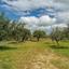4 bedroom detached house for rent peyia paphos 8068083 thumbnail 13022294