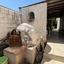 4 bedroom detached house for sale dasoupoli nicosia 1726083 thumbnail 5202639
