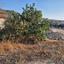plot for sale paramytha limassol 7485383 thumbnail 9331565