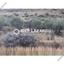 land for sale ora larnaca 1659483 thumbnail 5312845