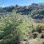 land for sale panagia paphos 7839483 thumbnail 15596606