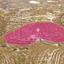 land for sale vouni limassol 1300483 thumbnail 13348005