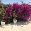 4 bedroom detached house for sale faneromeni larnaca 1829793 thumbnail 6448297