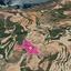 land for sale skoulli paphos 8565893 thumbnail 15620706