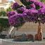 6 bedroom detached house for rent dekeleia larnaca 7481104 thumbnail 13764804