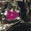 land for sale neo chorio paphos 1213104 thumbnail 14888679