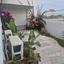 3 bedroom detached house for rent livadia larnacas larnaca 8175404 thumbnail 16693804