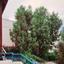 4 bedroom maisonette for sale potamos germasogeias limassol 8180604 thumbnail 13769396
