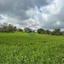 land for sale pano akourdalia paphos 8447604 thumbnail 15069070