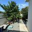 3 bedroom detached house for rent tremithousa paphos 8898114 thumbnail 17747899