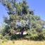 land for sale souni zanakia limassol 7714114 thumbnail 10069991