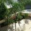 4 bedroom detached house for sale agios dometios nicosia 1152314 thumbnail 5150223