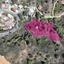 land for sale kakopetria nicosia 1650614 thumbnail 5673063