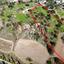 land off market peristerona pafou paphos 1444614 thumbnail 9683277
