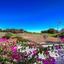 1 bedroom apartment for sale aphrodite hills paphos 7827814 thumbnail 10751365