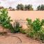 3 bedroom detached house for sale alaminos larnaca 8738814 thumbnail 16364703