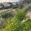 plot for sale peyia paphos 8749914 thumbnail 16480109