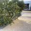 4 bedroom semi detached house for sale sotiros agios ioannis larnaca larnaca 7453124 thumbnail 9241852