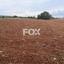 land for sale agios theodoros larnacas larnaca 1146224 thumbnail 13965857