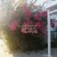 3 bedroom detached house for rent agios andreas nicosia nicosia 7880324 thumbnail 10982988