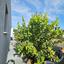 3 bedroom bungalow for sale emba paphos 7796334 thumbnail 10509825
