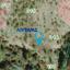 land for sale palodeia limassol 8857334 thumbnail 17142315