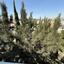2 bedroom penthouse for sale aradippou larnaca 7740634 thumbnail 13527877