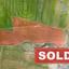 land sold arediou nicosia 992934 thumbnail 3402131