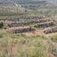 6021 SQM Land for sale in Pachna, Limassol thumbnail 16294501