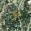 land for sale peyia paphos 1451344 thumbnail 5151441