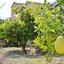 4 bedroom detached house for sale argaka paphos 8959544 thumbnail 17782537