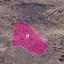13379 SQM Land for sale in Choletria, Paphos thumbnail 15691512
