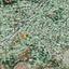 15100 SQM Land for sale in Xylotymvou, Larnaca thumbnail 15496362