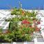 4 bedroom entire floor apartment for sale nicosia walled old city nicosia 1153054 thumbnail 5166150