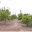 3 bedroom bungalow for sale kato paphos paphos 8959154 thumbnail 17778579