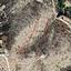 16054 SQM Plot for sale in Kato Drys, Larnaca thumbnail 5573267