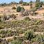 land for sale pachna limassol 945954 thumbnail 17227835